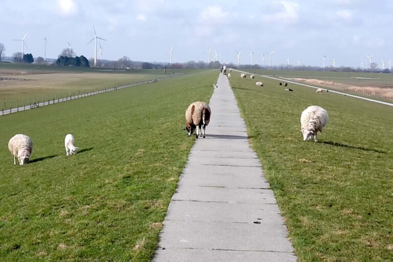Schafe begleiten den Deichspaziergang